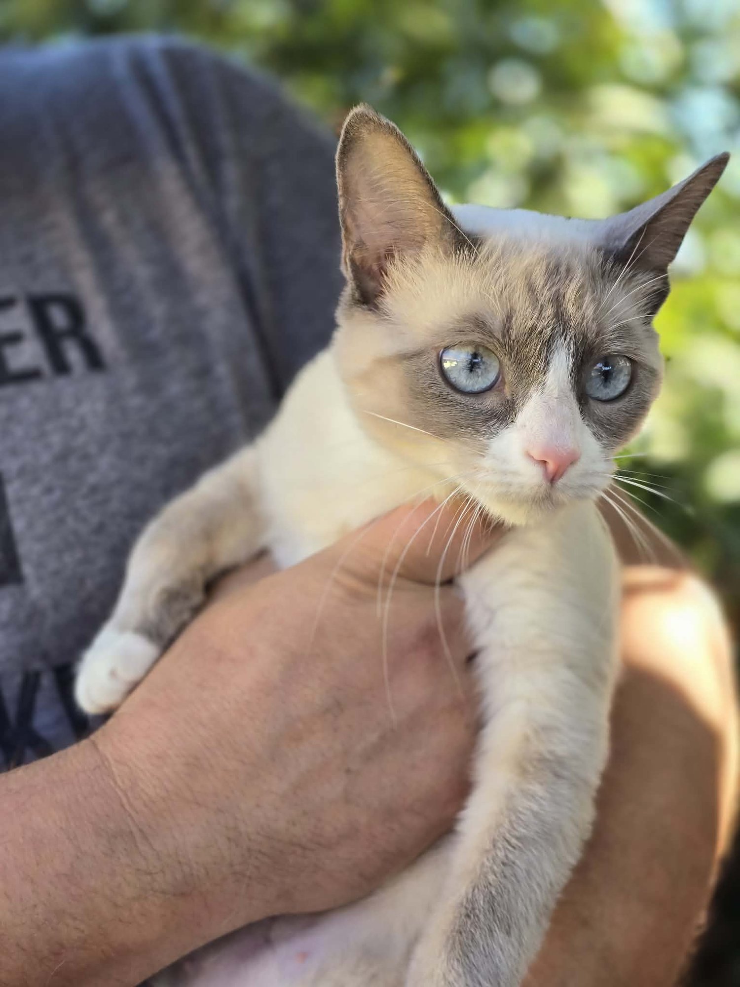 GISELLE - Domestic Short Hair / Snowshoe available for adoption