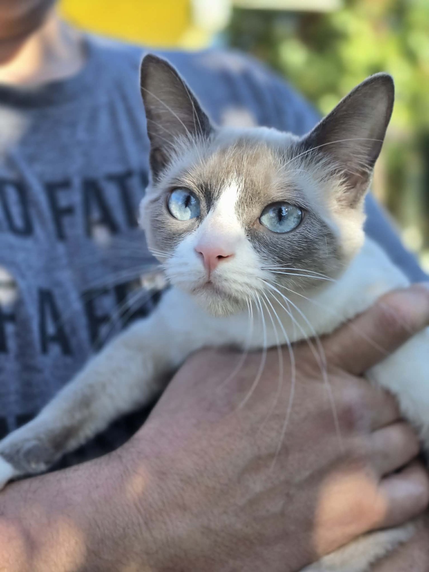 GISELLE - Domestic Short Hair / Snowshoe available for adoption