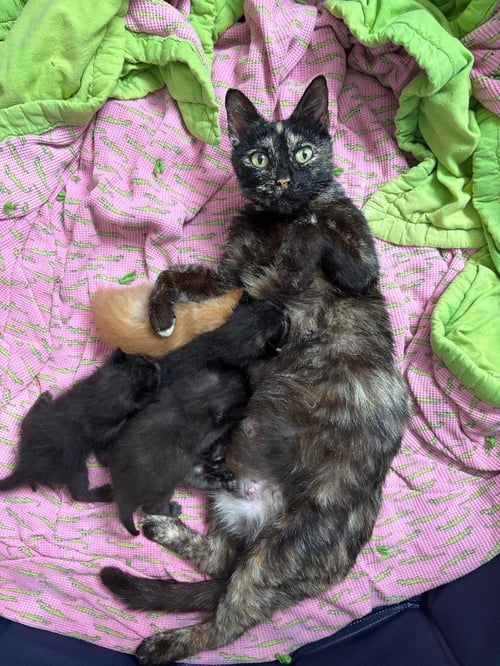 TIPPY - Tortoiseshell / Domestic Short Hair available for adoption
