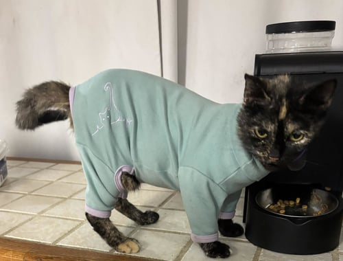 TIPPY - Tortoiseshell / Domestic Short Hair available for adoption