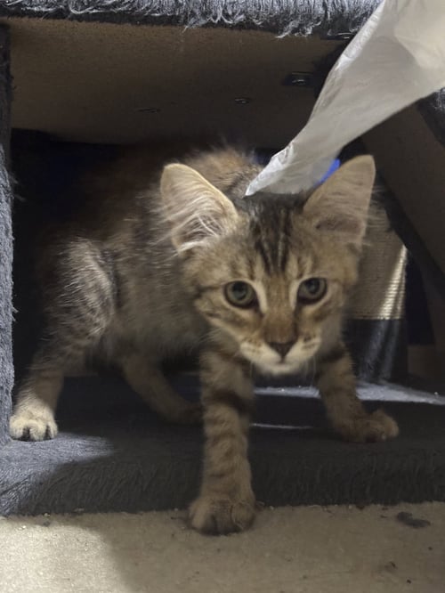 MIDGE - Dilute Tortoiseshell / Domestic Long Hair available for adoption