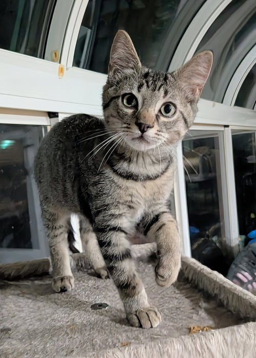 ENDOR - Tabby / Domestic Medium Hair available for adoption