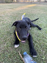 Loki - Photo 1