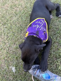 Loki - Photo 2