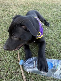 Loki - Photo 3