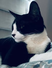 Oreo - Photo 1