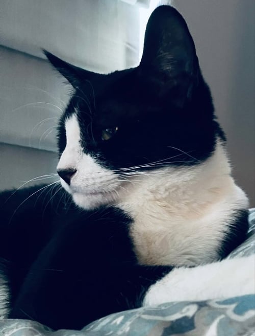OREO - Tuxedo / Domestic Short Hair available for adoption