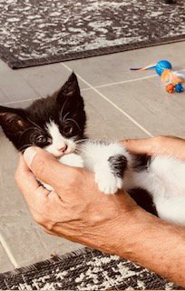 OREO - Tuxedo / Domestic Short Hair available for adoption