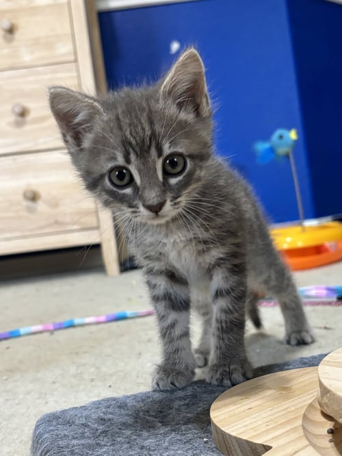 CASSANOVA - Domestic Medium Hair available for adoption