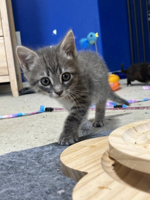 CASSANOVA - Domestic Medium Hair available for adoption