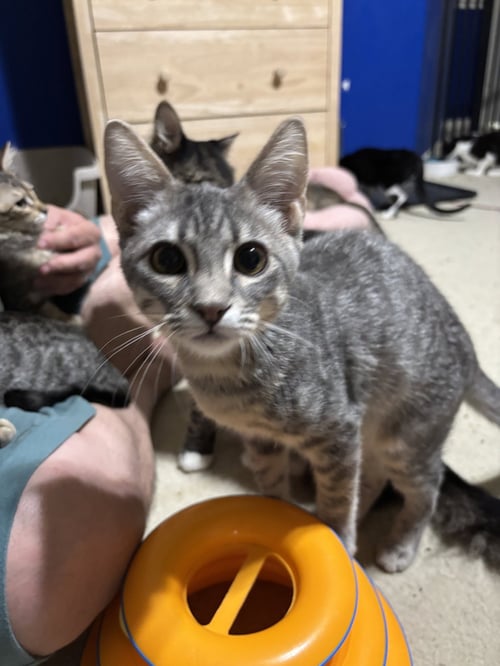CASSANOVA - Domestic Medium Hair available for adoption