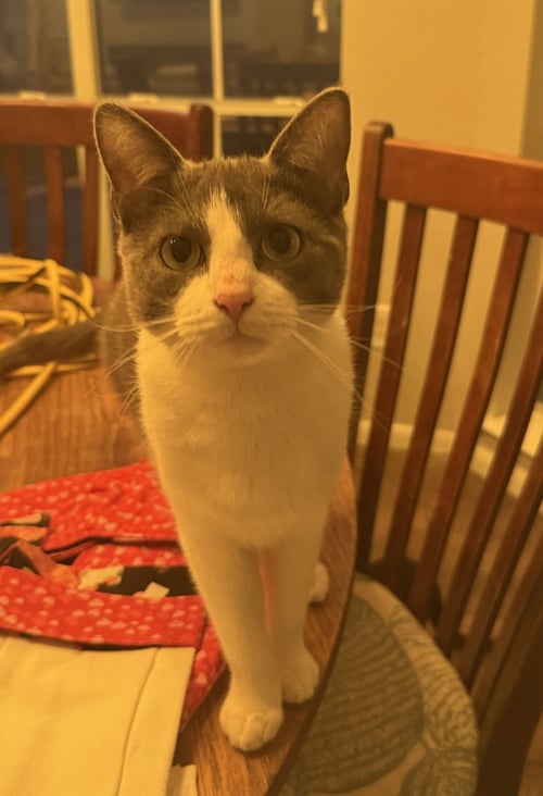 CHAMPION - Tuxedo / Domestic Medium Hair available for adoption