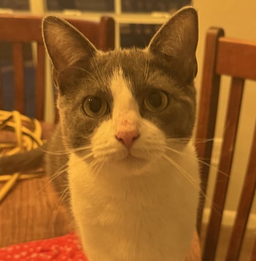 CHAMPION - Tuxedo / Domestic Medium Hair available for adoption