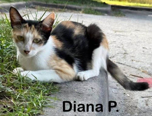 DIANA P - Tortoiseshell / Domestic Short Hair available for adoption