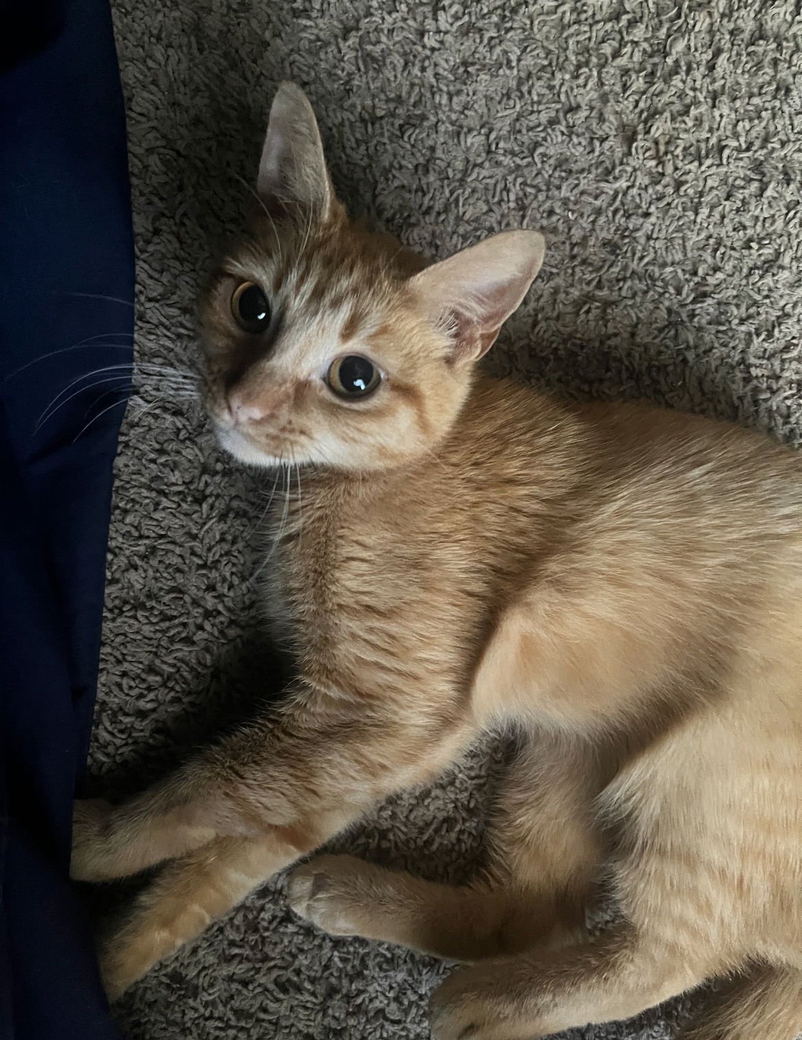 GIGI 2 - Tabby / Domestic Short Hair available for adoption