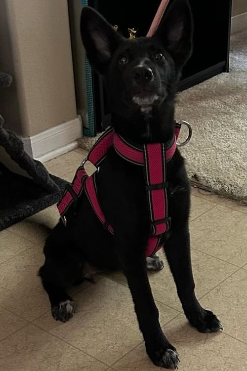 STORMY - German Shepherd Dog / Border Collie available for adoption