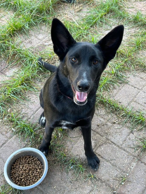 STORMY - German Shepherd Dog / Border Collie available for adoption