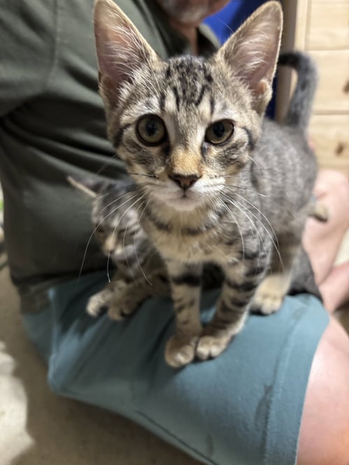GRETEL - Tabby / Domestic Short Hair available for adoption