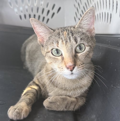 ABIGAIL - Tabby / Tortoiseshell available for adoption
