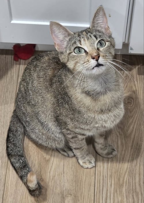 ABIGAIL - Tabby / Tortoiseshell available for adoption