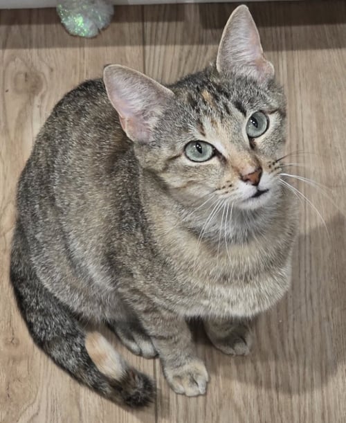 ABIGAIL - Tabby / Tortoiseshell available for adoption