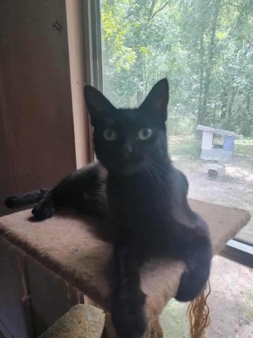 BERRY - Bombay / Domestic Medium Hair available for adoption