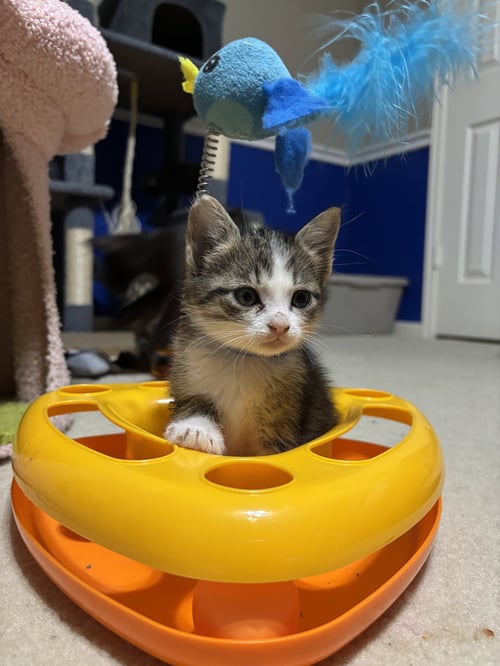 OLIVER - Tabby / Domestic Short Hair available for adoption