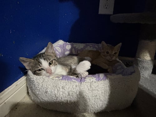OLIVER - Tabby / Domestic Short Hair available for adoption