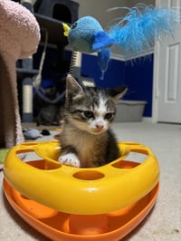 Oliver - Photo 3