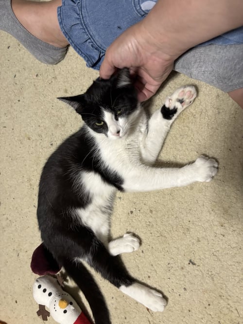 STORM - Tuxedo / Domestic Medium Hair available for adoption