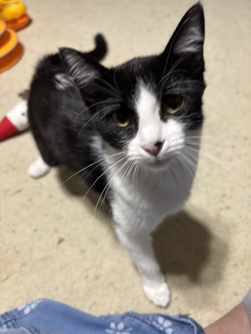 STORM - Tuxedo / Domestic Medium Hair available for adoption
