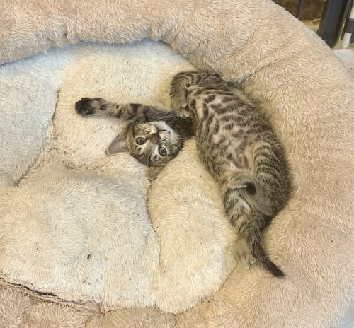 GINGHAM - Tabby / Domestic Medium Hair available for adoption
