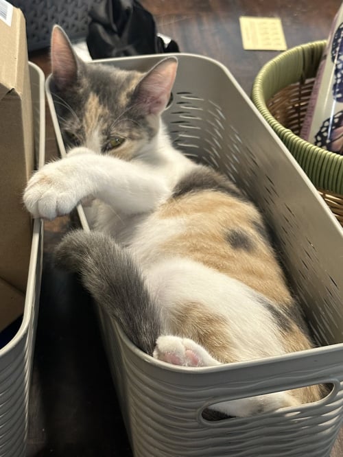 MARBLES - Dilute Tortoiseshell / Domestic Medium Hair available for adoption