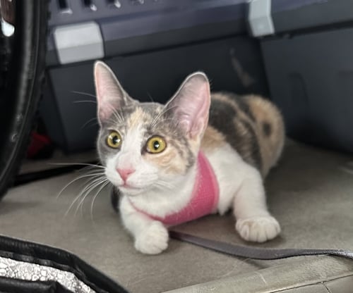 MARBLES - Dilute Tortoiseshell / Domestic Medium Hair available for adoption