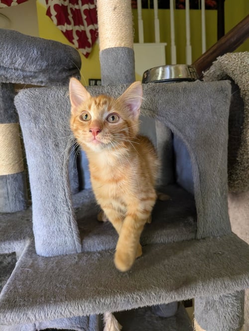TATOOINE - Tabby / Domestic Long Hair available for adoption