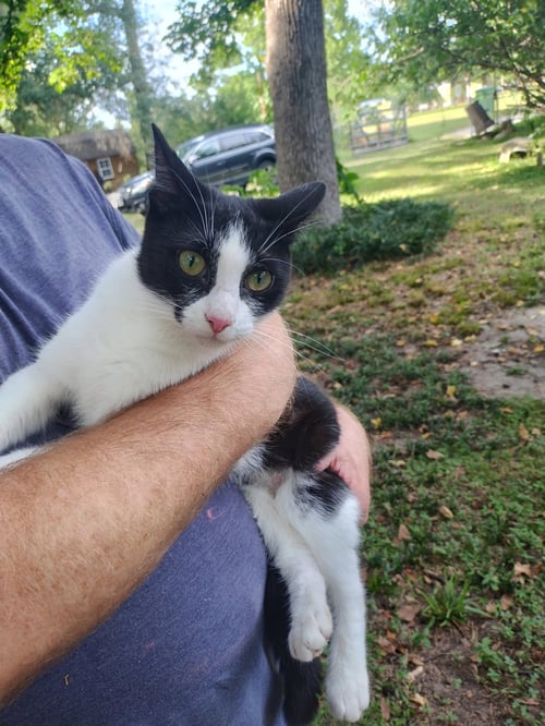 CHLOE - Tuxedo / Domestic Short Hair available for adoption