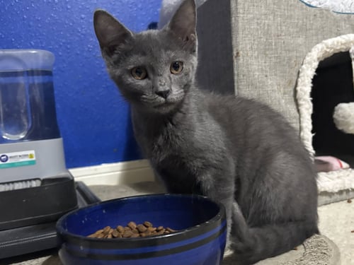 MAGNETO - Russian Blue / Tabby available for adoption