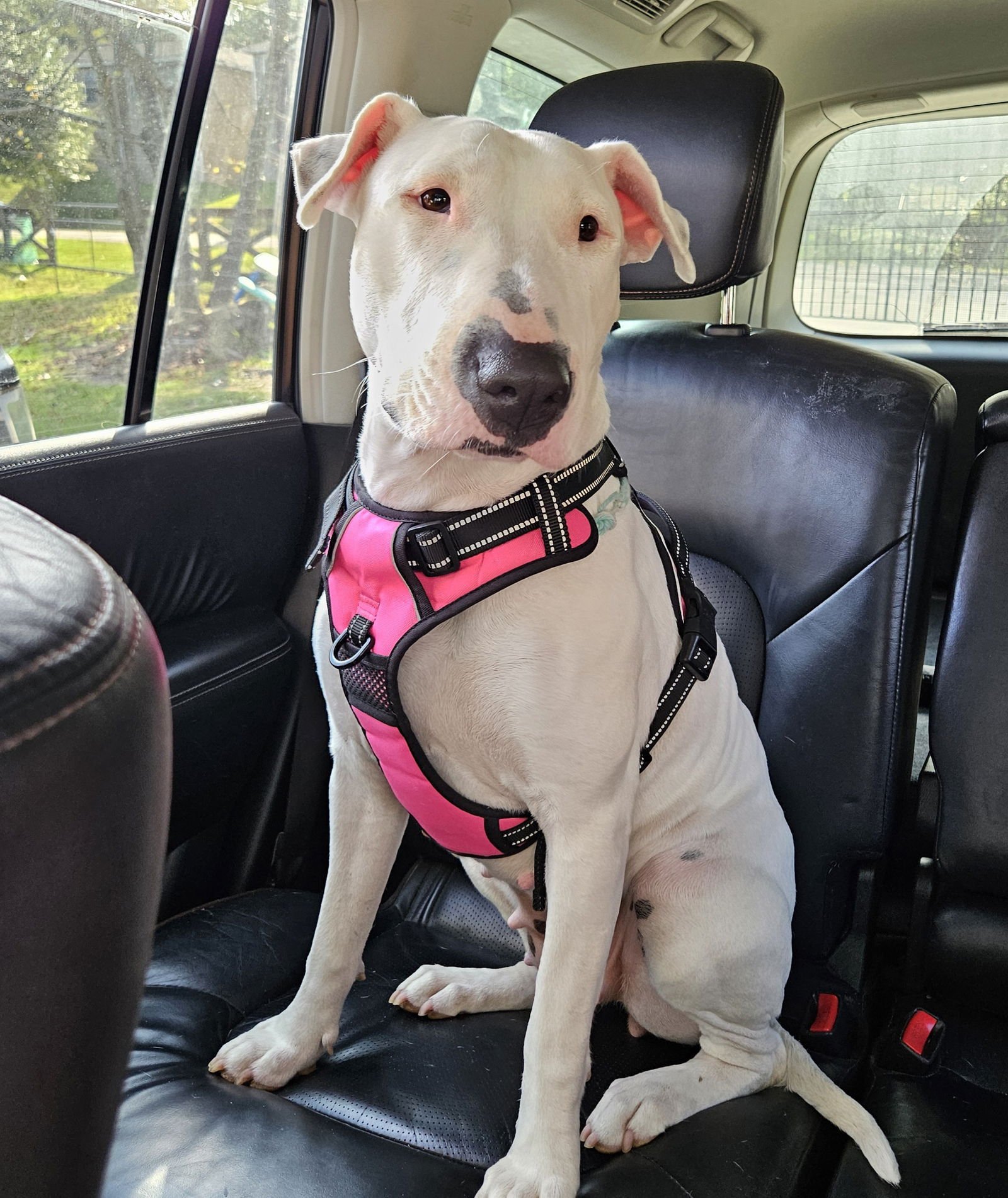 DOTTIE - Bull Terrier available for adoption