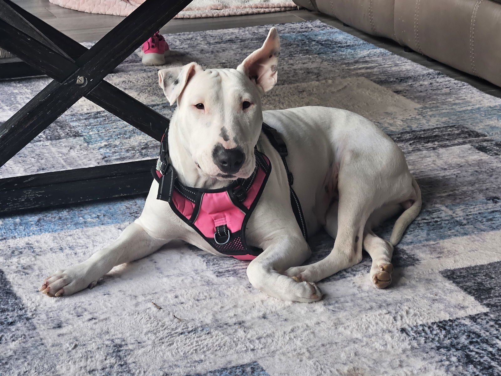 DOTTIE - Bull Terrier available for adoption