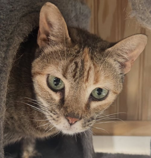 MIA - Tabby / Calico available for adoption