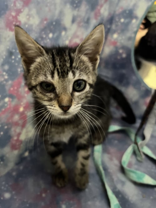 DEB - Tabby / Domestic Short Hair available for adoption