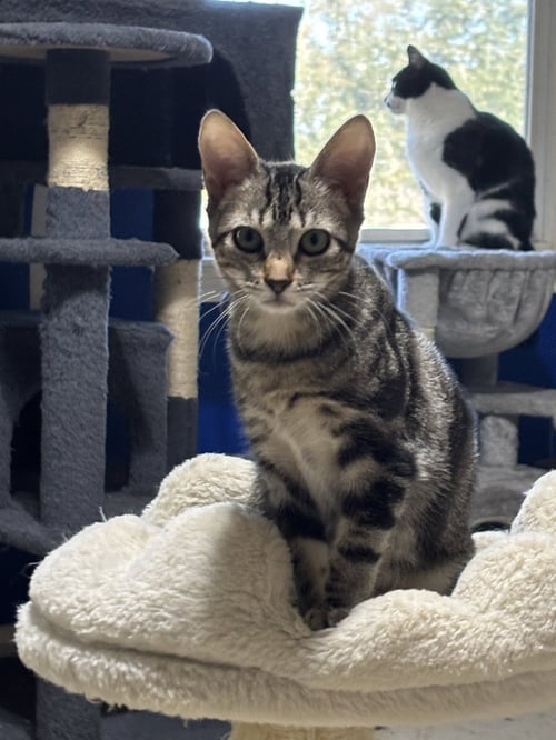 DEB - Tabby / Domestic Short Hair available for adoption