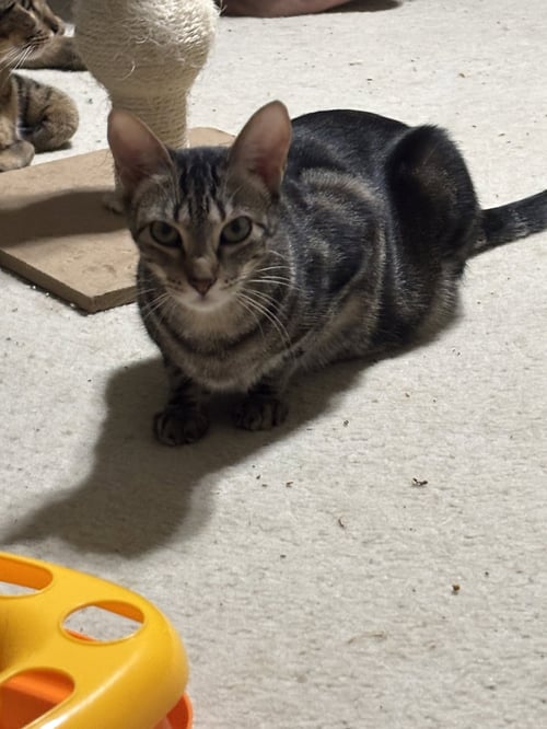 DEB - Tabby / Domestic Short Hair available for adoption