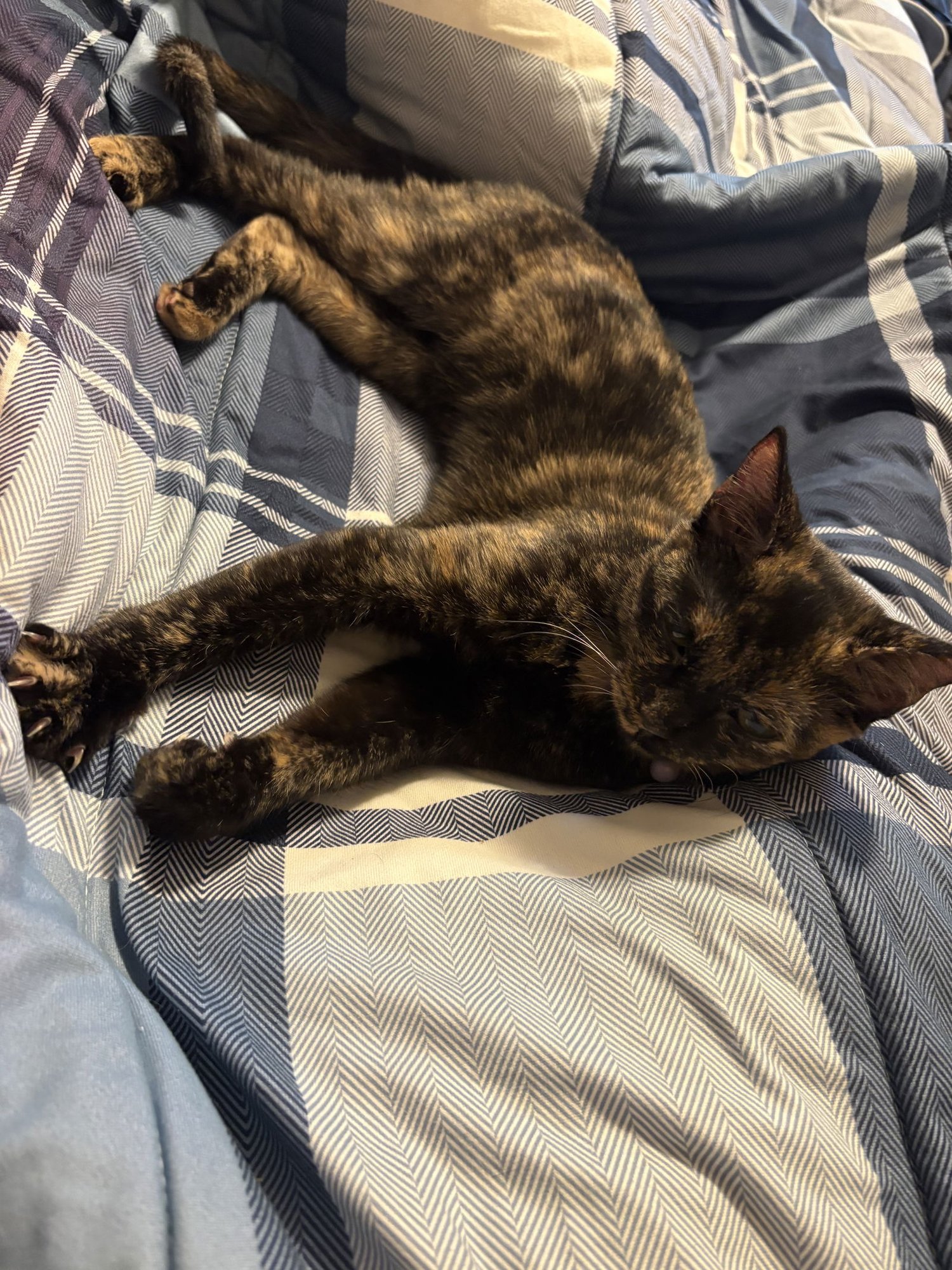 MARY - Tortoiseshell / Domestic Short Hair available for adoption