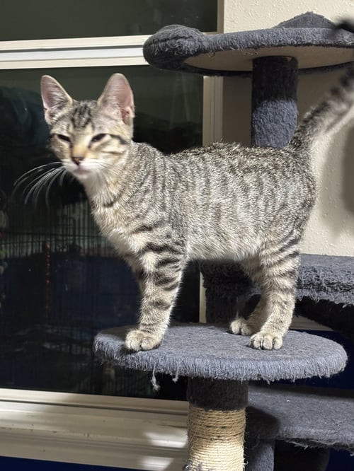 HANSEL - Tabby / Domestic Short Hair available for adoption