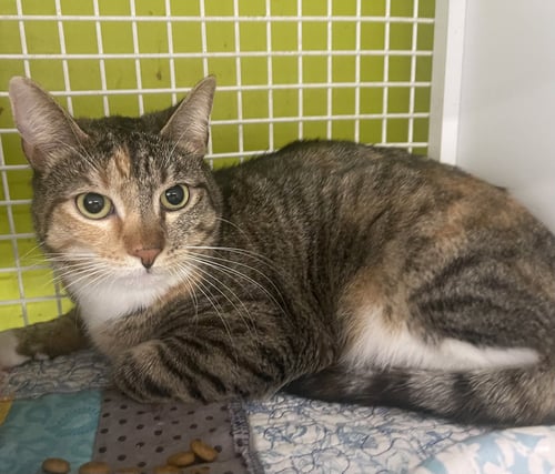 TABBY CAT - Tabby / Calico available for adoption