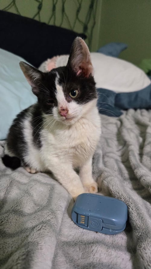 QUINN - Tuxedo / Domestic Short Hair available for adoption
