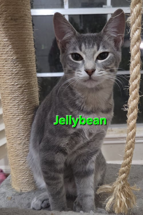 JELLYBEAN - Tabby / Domestic Short Hair available for adoption