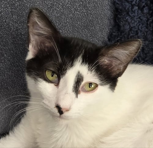 ADELAIDE - Tabby / Domestic Medium Hair available for adoption