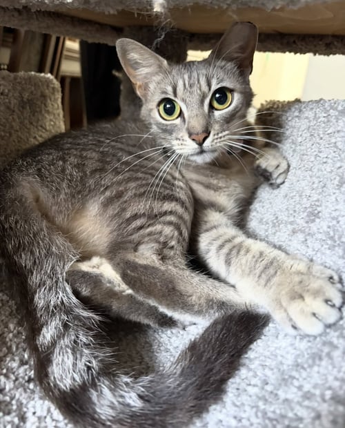 SCOUT - Tabby / Domestic Short Hair available for adoption